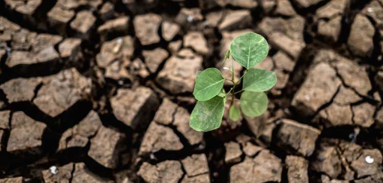 Australian solutions for climate changes